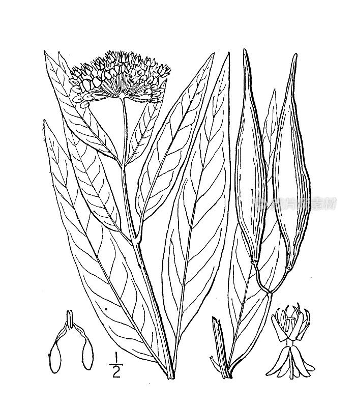 古植物学植物插图:Asclepias incarnata，沼泽乳草
